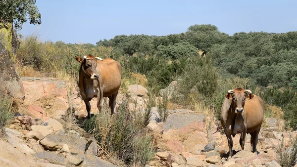 Two cows (panoramic view) — Stock Photo, Image