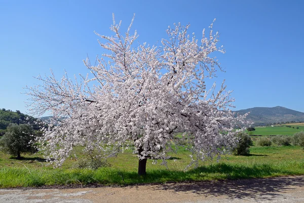 Plommonträd blossom — Stockfoto