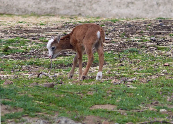 Um bebê ibex — Fotografia de Stock