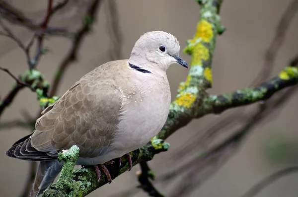 Turtledove — Stockfoto