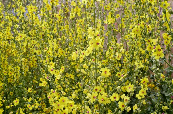 Flowers of dark mullein — Stock Photo, Image