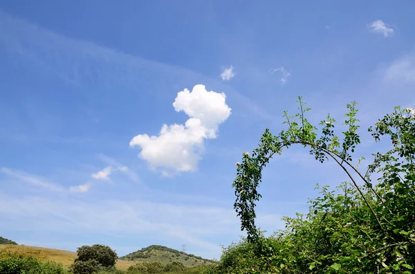 Paesaggio con rosa selvatica — Foto Stock