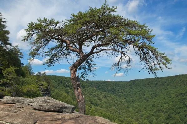 Árbol creciendo en un borde del acantilado Fotos de stock libres de derechos