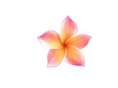 Plumeria çiçek