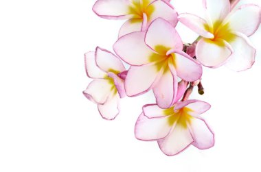 plumeria çiçekler üzerinde beyaz izole