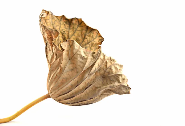 Droge bladeren geïsoleerd op een witte lotus — Stockfoto