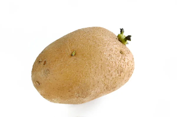 Gro potatis isolerad på vit — Stockfoto