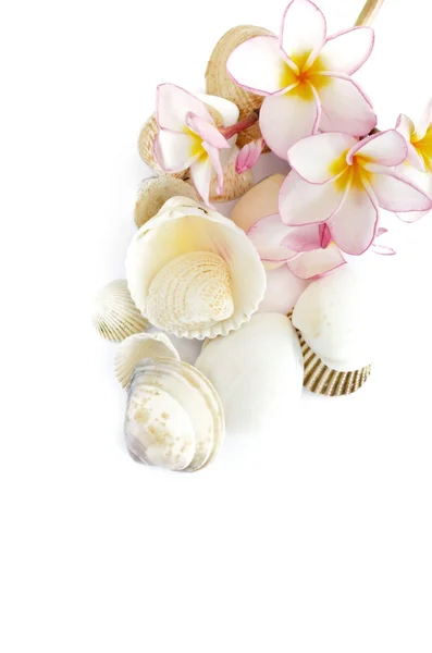 Frangipani e conchiglia sul bianco — Foto Stock