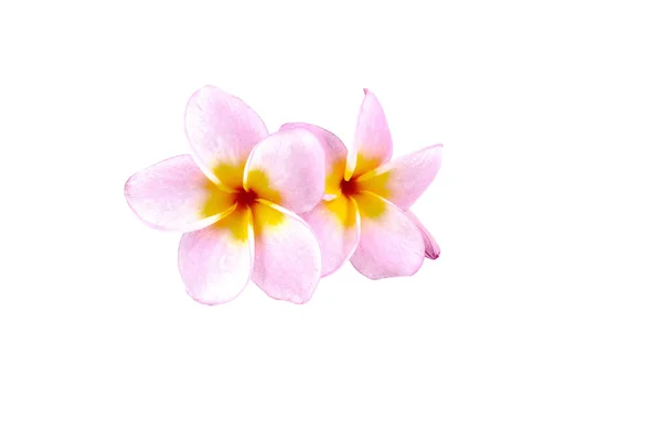 Plumeria bloemen op witte achtergrond — Stockfoto