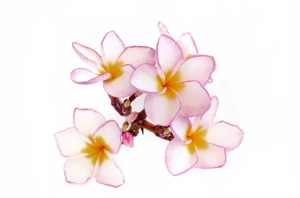 Plumeria bloemen op wit — Stockfoto