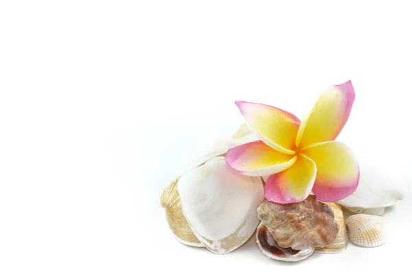 Plumeria flowers and sea shell — Stock Photo, Image
