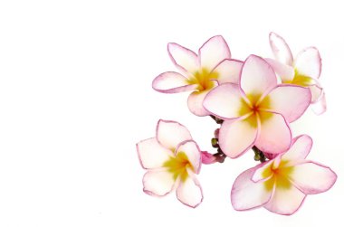 plumeria çiçekler üzerinde beyaz izole