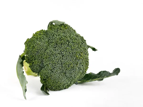 Broccoli plantaardige geïsoleerd op wit — Stockfoto