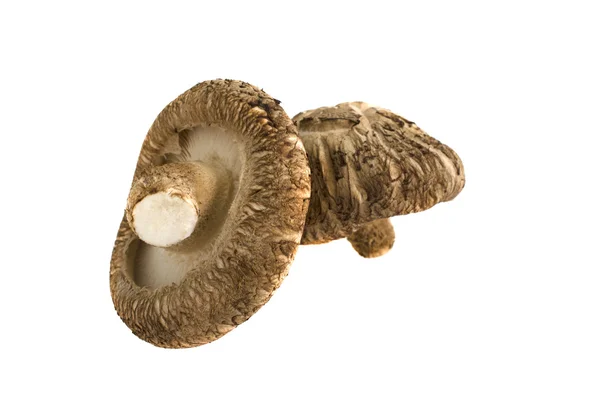 Cogumelos Shiitake em branco — Fotografia de Stock