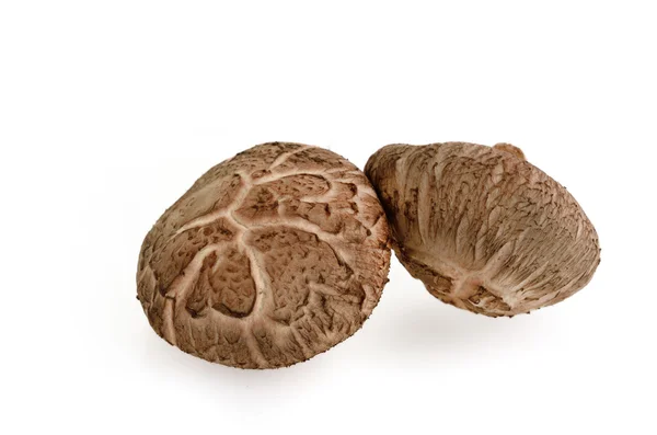 Cogumelos Shiitake em branco — Fotografia de Stock
