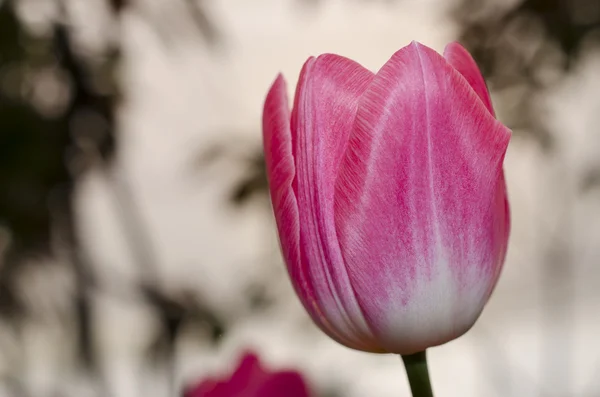 Tulip — Stock Photo, Image