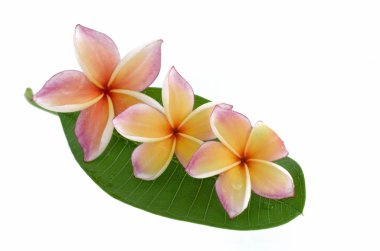 Plumeria çiçekler yaprak üzerinde beyaz izole