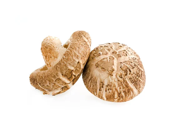Cogumelos Shiitake isolados em branco — Fotografia de Stock