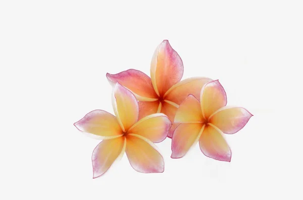 Flor Frangipani aislada sobre un fondo blanco —  Fotos de Stock