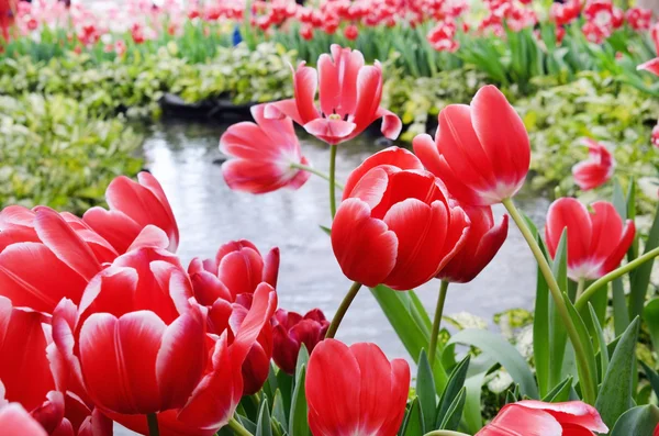 En bloom tulip i trädgården, på våren — Stockfoto