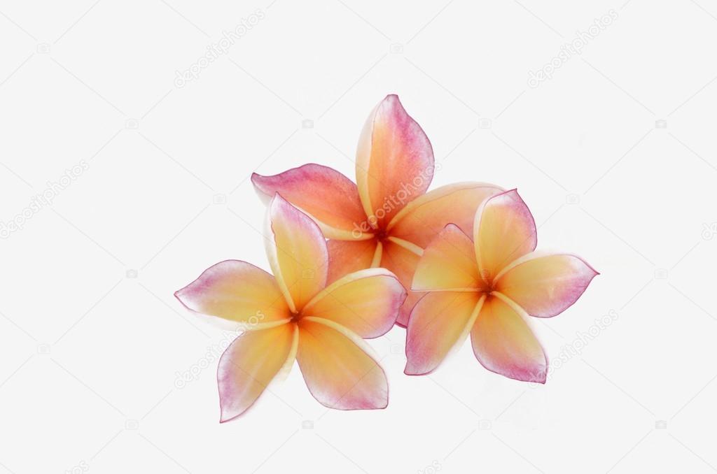 Frangipani flower isolated on a white background