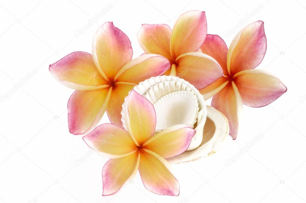 Plumeria flowers and sea shells isolated on white