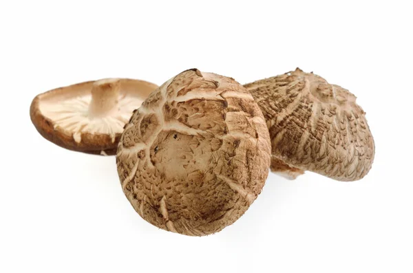 Cogumelos Shiitake em branco — Fotografia de Stock