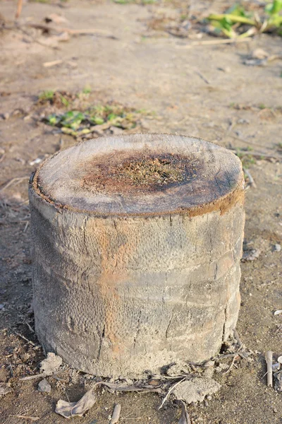Пень кокосового дерева — стоковое фото