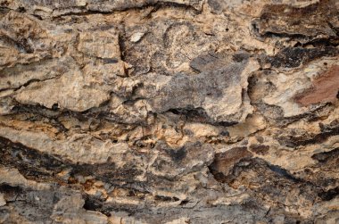 ağaç kabuğu dokusu arkaplanı