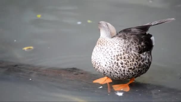 Pato bañándose en el estanque — Vídeo de stock