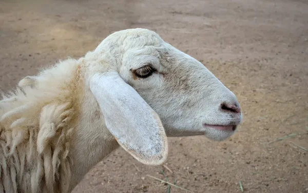 Sheep — Stock Photo, Image