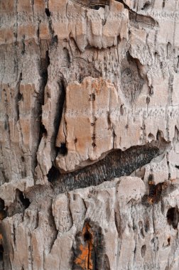 Hindistan cevizi ağacı kabuğu grunge doku arka plan