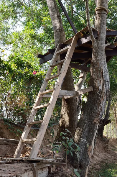 Échelle en bois avec un arbre — Photo