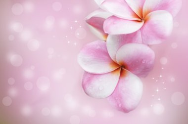 yumuşak zemin üzerinde Plumeria çiçek