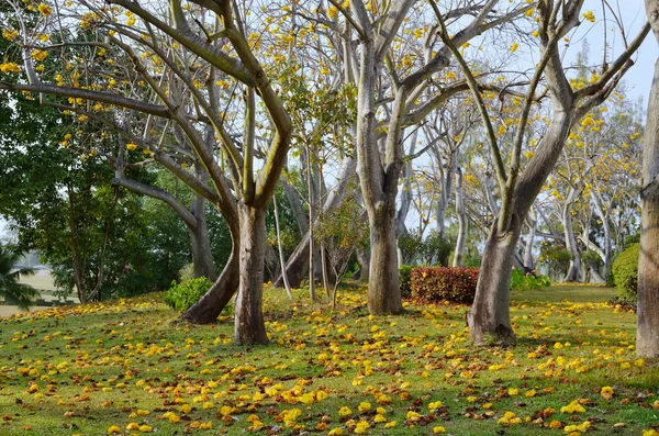 Fiore d'autunno in giardino — Foto Stock