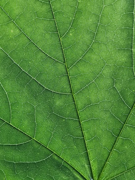 Macro Close Veins Structure Internal Patterns Green Maple Leaf — Stock Photo, Image