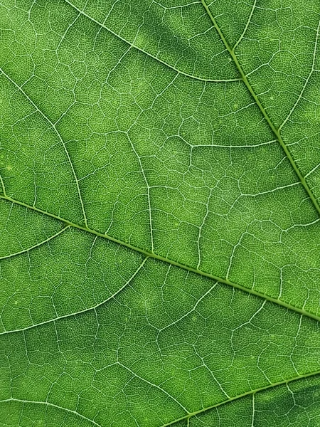 葉脈構造のマクロアップと緑のカエデの葉の内部パターン — ストック写真