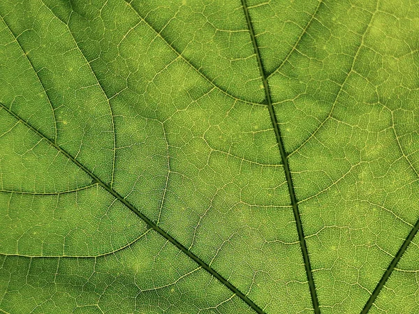 Makro Zblízka Žíly Struktura Vnitřní Vzory Zeleného Javorového Listu — Stock fotografie