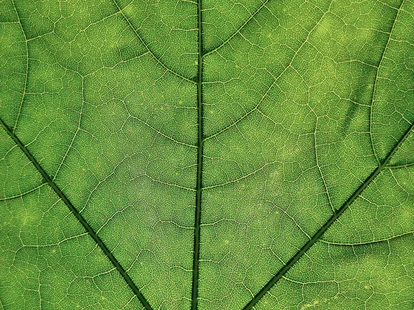 Macro Close Veins Structure Internal Patterns Green Maple Leaf — Stock Photo, Image
