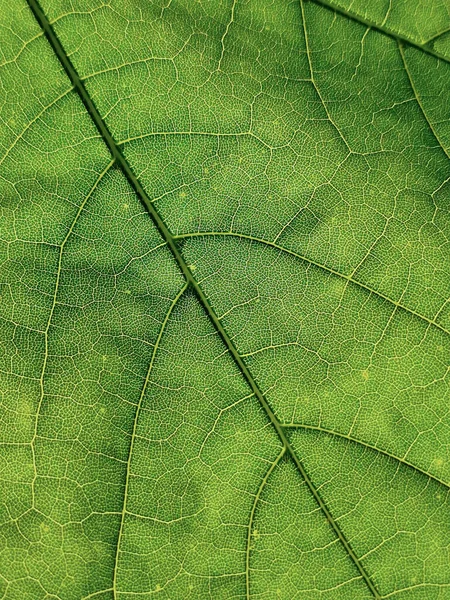 Makro Zblízka Žíly Struktura Vnitřní Vzory Zeleného Javorového Listu — Stock fotografie