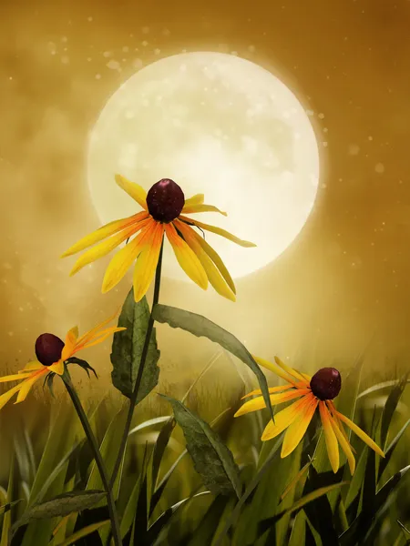 Желтые полевые цветы — стоковое фото