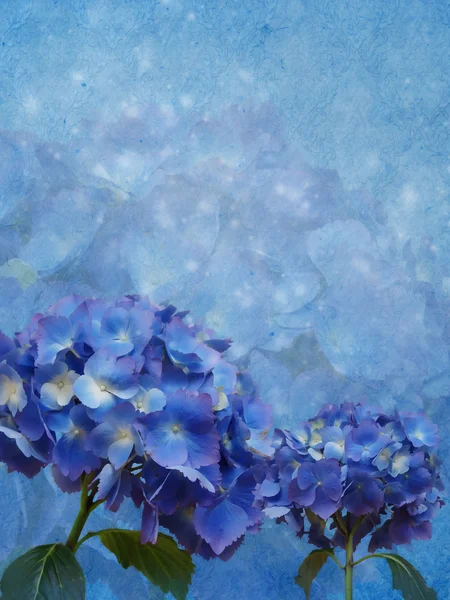 Blue background with hydrangea flowers — Stock Photo, Image