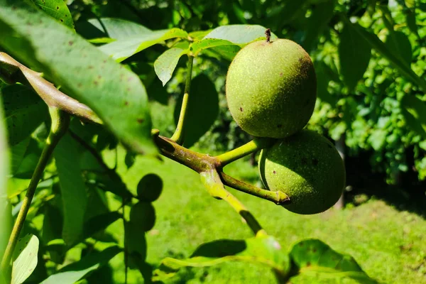 Green Walnut Fruits Hanging Branch Leaves Walnut Tree Green Nuts — Stock Photo, Image