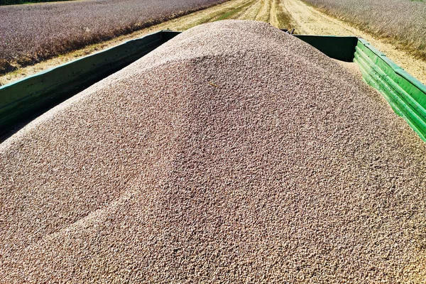 Close View Wheat Tractor Trailer Harvesting — 图库照片