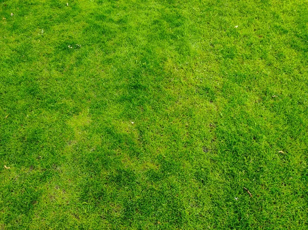 Green Grass Background Green Grass Texture Can Use Background Sports — Stok Foto