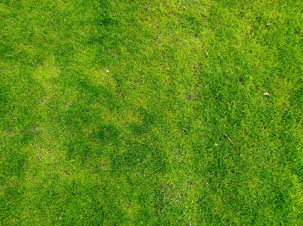 Green Grass Background Green Grass Texture Can Use Background Sports — Stock fotografie