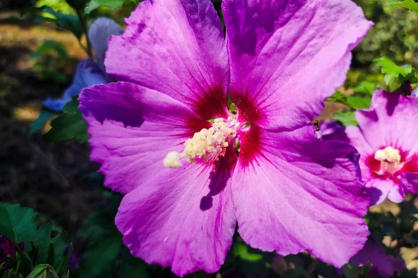 ピンクの花の閉鎖 ハイビスカスのシラクスの花弁 ピンクのシャロンの花のバラ — ストック写真