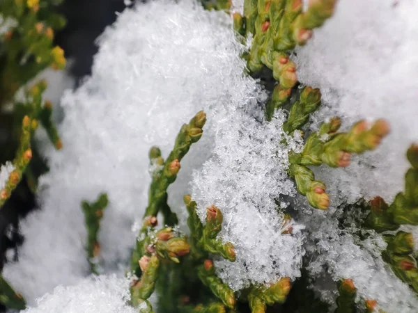 Κοντινό Thuja Χιόνι Φυτικό Κλαδί Λευκό Χιόνι Χειμερινή Περίοδος Αειθαλές — Φωτογραφία Αρχείου