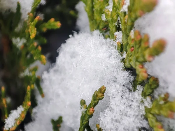 Szoros Thuja Hóval Növényi Fehér Téli Évszak Örökzöld Növény — Stock Fotó