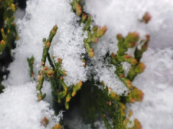 Szoros Thuja Hóval Növényi Fehér Téli Évszak Örökzöld Növény — Stock Fotó